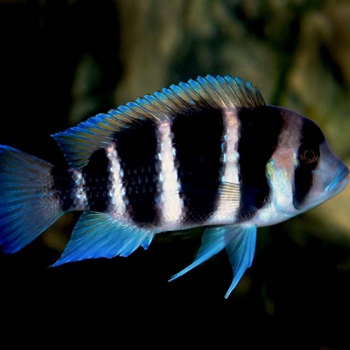 Cyphotilapia frontosa - Cichlidé Napoléon 4-5 cm